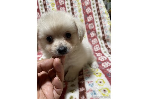 成約済の大分県のミックス犬-321038の13枚目