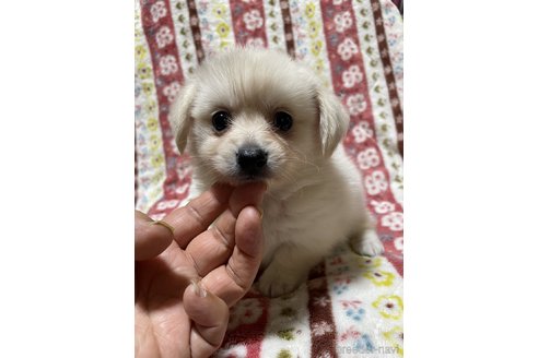 成約済の大分県のミックス犬-321038