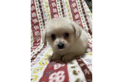 成約済の大分県のミックス犬-321038の12枚目