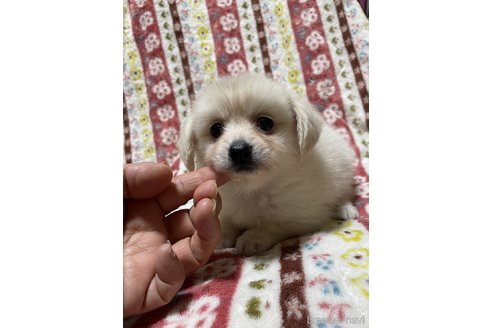 成約済の大分県のミックス犬-321038の11枚目