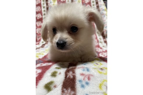 成約済の大分県のミックス犬-321038の9枚目
