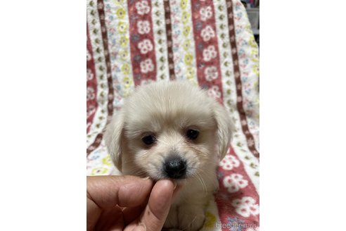 成約済の大分県のミックス犬-321038の8枚目
