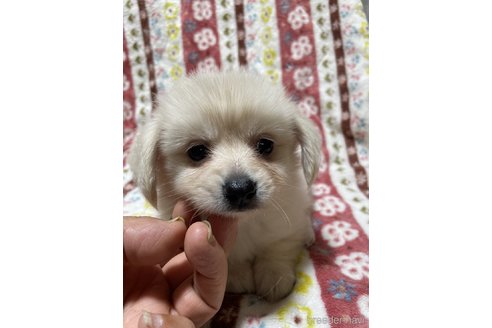 成約済の大分県のミックス犬-321038の7枚目