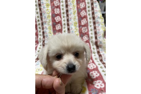 成約済の大分県のミックス犬-321038の5枚目