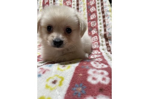 成約済の大分県のミックス犬-321038の4枚目