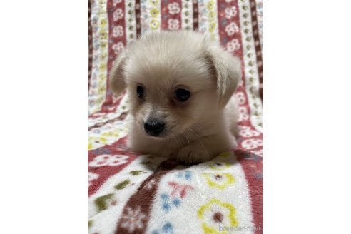 成約済の大分県のミックス犬-321038の3枚目