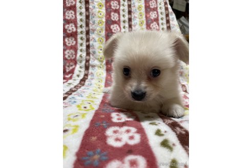 成約済の大分県のミックス犬-321038の2枚目