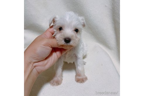 成約済の長崎県のミニチュアシュナウザー-321045の1枚目