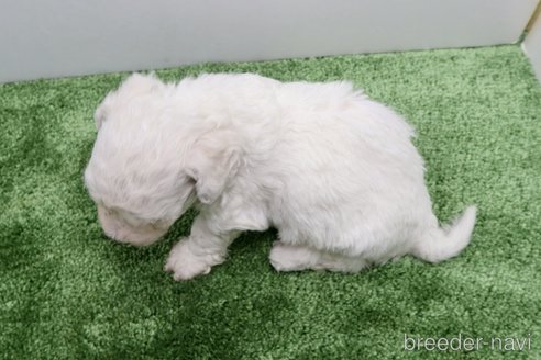 成約済の群馬県のビションフリーゼ-321049の4枚目