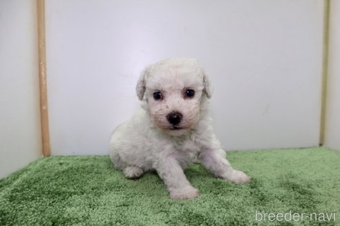 成約済の群馬県のビションフリーゼ-321050の3枚目