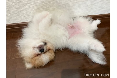 成約済の滋賀県のポメラニアン-309234の2枚目