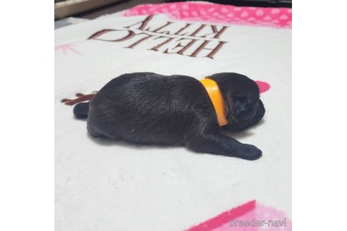 成約済の岡山県のミックス犬-321064の14枚目