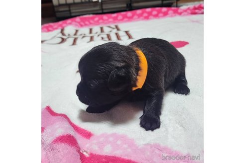 成約済の岡山県のミックス犬-321064の16枚目