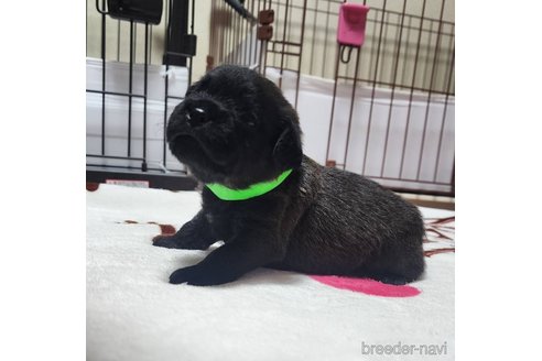 成約済の岡山県のミックス犬-321068の12枚目