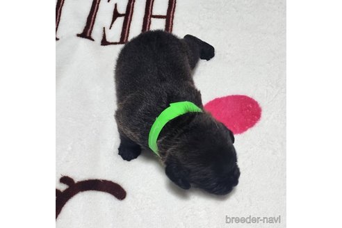 成約済の岡山県のミックス犬-321068の14枚目