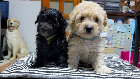 成約済の三重県のミックス犬-321078の5枚目