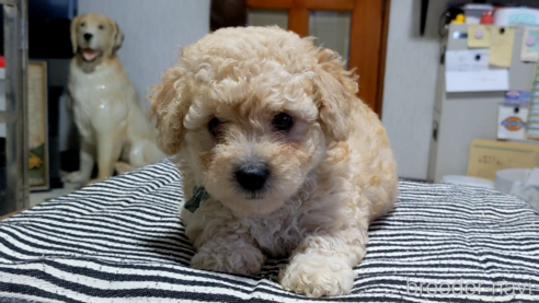 成約済の三重県のミックス犬-321078の3枚目