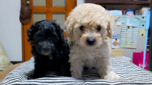 成約済の三重県のミックス犬-321078の2枚目