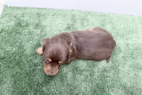 成約済の群馬県のミニチュアダックスフンド(ロングヘアード)-321112の3枚目
