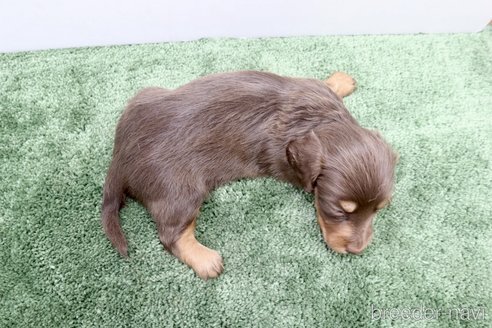 成約済の群馬県のミニチュアダックスフンド(ロングヘアード)-321112の6枚目