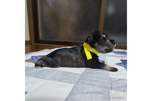 成約済の岡山県のミニチュアシュナウザー-321149の4枚目