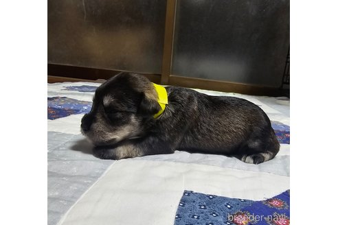 成約済の岡山県のミニチュアシュナウザー-321149の6枚目