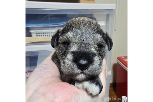 成約済の岡山県のミニチュアシュナウザー-321150の15枚目