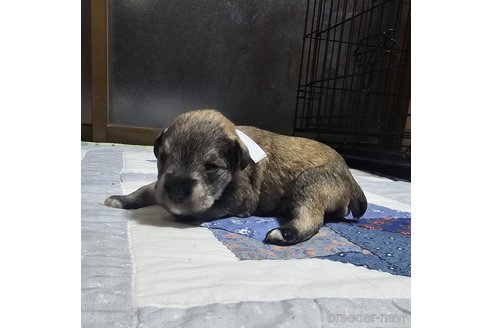 成約済の岡山県のミニチュアシュナウザー-321150の17枚目