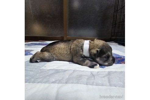 成約済の岡山県のミニチュアシュナウザー-321150の16枚目