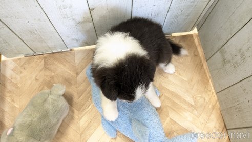 成約済の熊本県のシェットランドシープドッグ(シェルティ)-316183の36枚目