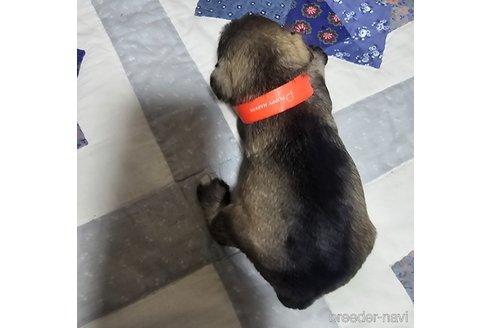 成約済の岡山県のミニチュアシュナウザー-321156の18枚目