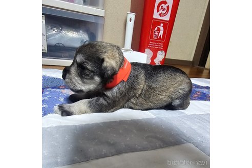 成約済の岡山県のミニチュアシュナウザー-321156の17枚目