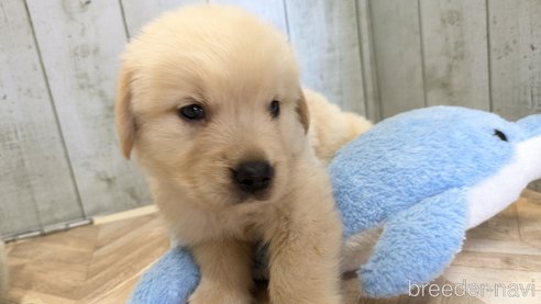 成約済の熊本県のゴールデンレトリーバー-317635の41枚目