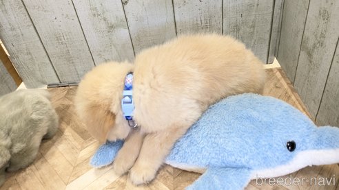 成約済の熊本県のゴールデンレトリーバー-317635の38枚目