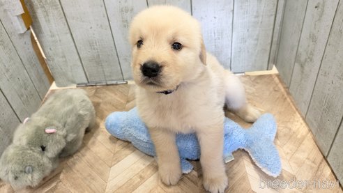 成約済の熊本県のゴールデンレトリーバー-317633の21枚目