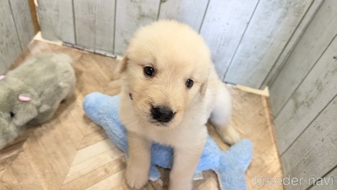 成約済の熊本県のゴールデンレトリーバー-317633の20枚目