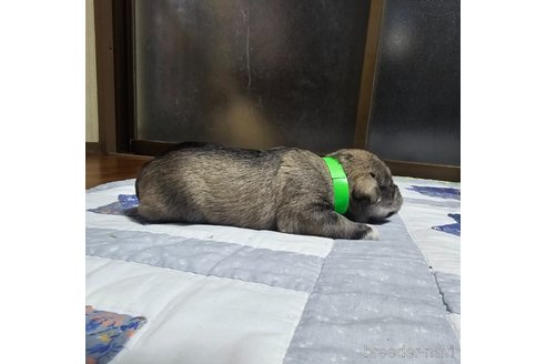 成約済の岡山県のミニチュアシュナウザー-321161の10枚目