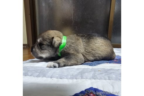 成約済の岡山県のミニチュアシュナウザー-321161の11枚目