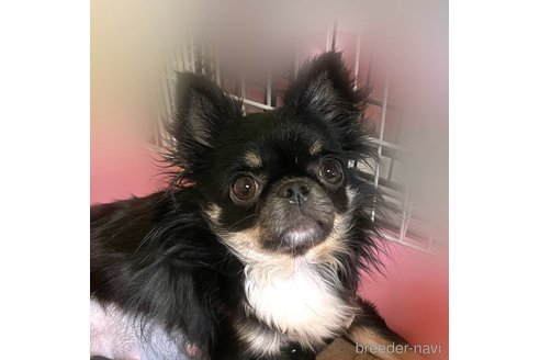 みたらしちゃん1枚目