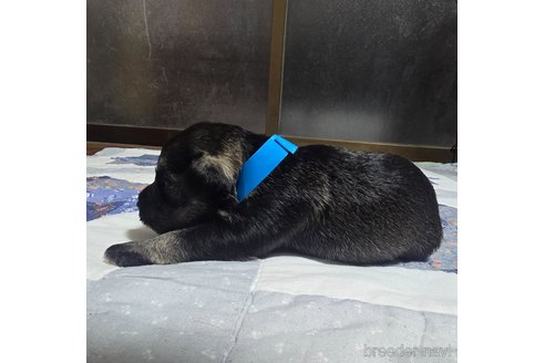 成約済の岡山県のミニチュアシュナウザー-321165の23枚目