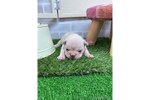 成約済の北海道のフレンチブルドッグ-321166の29枚目