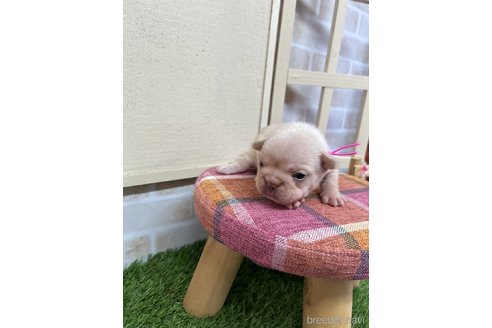 成約済の北海道のフレンチブルドッグ-321166の28枚目