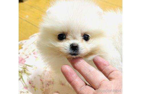 成約済の愛知県のポメラニアン-321192の4枚目