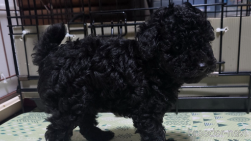 成約済の岡山県のトイプードル-311889の1枚目