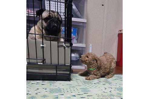 成約済の岡山県のトイプードル-311894の10枚目