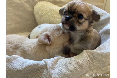 成約済の大阪府のチワワ(ロングコート)-321199の6枚目
