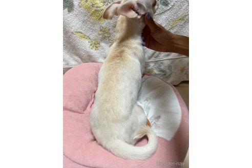 成約済の千葉県のチワワ(スムースコート)-297354の2枚目