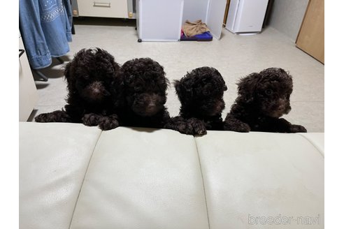 成約済の神奈川県のトイプードル-314689の2枚目
