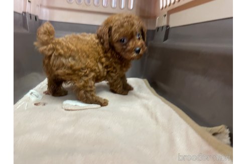 成約済の愛媛県のタイニープードル-321224の2枚目