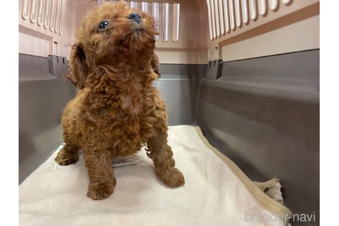 成約済の愛媛県のタイニープードル-321224の3枚目